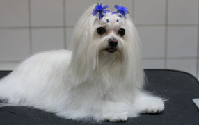 Болонка с украшениями