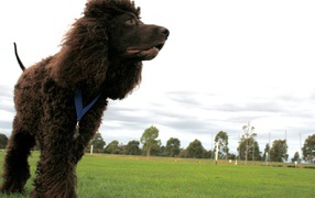 Черный ирландский водяной спаниель