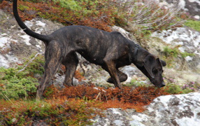 Черная фараонова собака