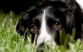 Black and white collie
