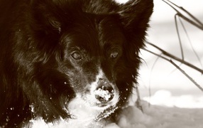 Black collie in the snow