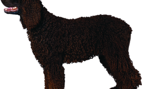 Черный кучерявый пудель