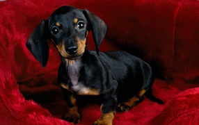 Щенок черной таксы