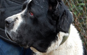 Черная морда у алабая