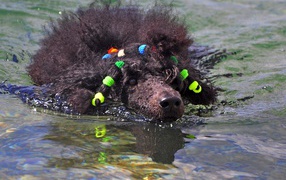 Black poodle floats