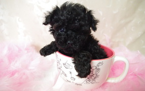 Black poodle puppy in a cup