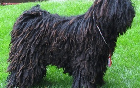 Черный лохматый комондор