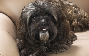 Черный шитцу на диване