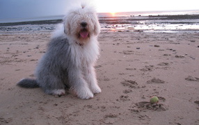 Бобтейл на фоне заката