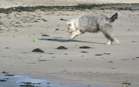 Бобтейл ловит мяч