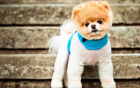 Самая симпатичная собака Бу