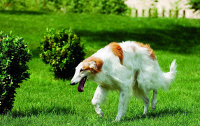 Borzoi running on the lawn