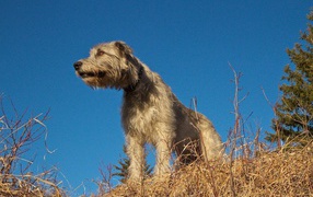 Порода собак ирландский волкодав