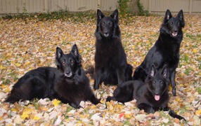 Порода собак муди