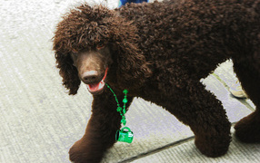 Коричневый ирландский водяной спаниель