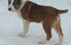 Коричневый алабай на снегу