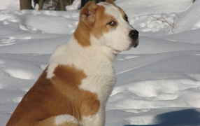 Коричневый алабай сидит на снегу