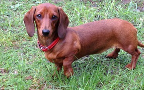 Brown dachshund on grass