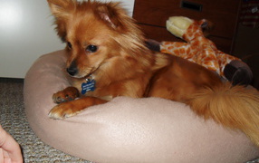 Коричневый папильон на подушке