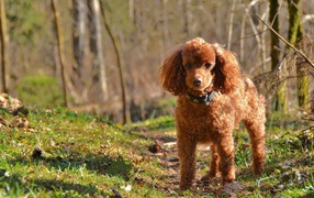 Brown poodle in the forest
