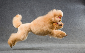 Brown poodle jumping