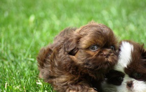 Щенок коричневого шитцу