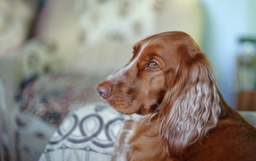 Brown spaniel looks into the distance