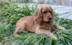 Brown spaniel on the grass
