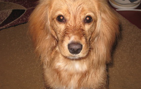 Горящие глаза спаниеля