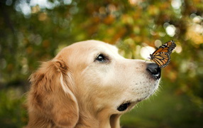 Butterfly on a nose of a dog