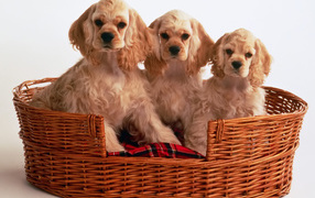 Cart spaniel puppies