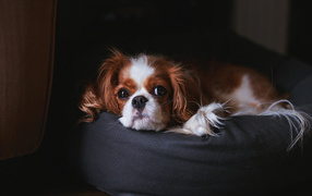 Кавалер кинг чарльз спаниель на пуфике