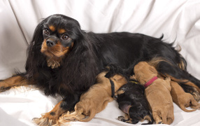 Cavalier King Charles Spaniel with puppies