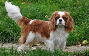 Кавалер кинг чарльз спаниель