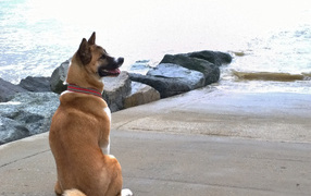 Веселый пес американская акита у воды