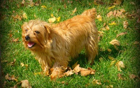 Веселый норфолк терьер