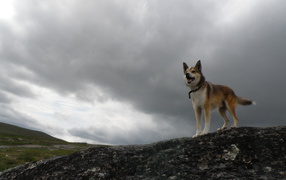 Веселый норвежский лундехунд