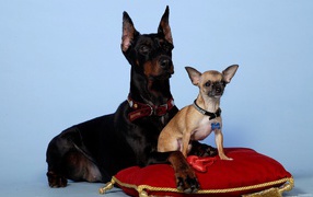 Chihuahua and Doberman