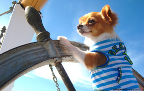 Чихуахуа капитан корабля