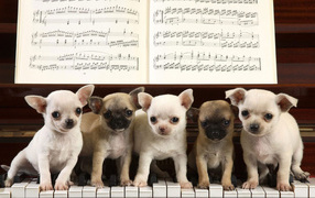 Chihuahua dog on the piano