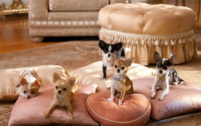 Chihuahua dog on the pillows