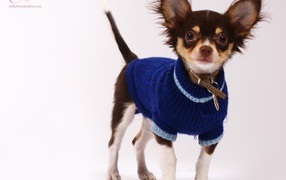 Chihuahua in a blue sweater