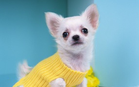 Чихуахуа в желтом свитере