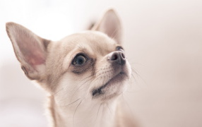 Chihuahua looking up