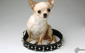 Chihuahua sitting in a collar