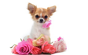 Chihuahua with a bouquet of roses