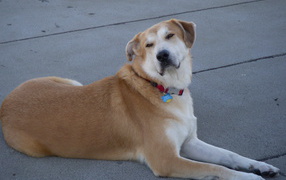 Порода собак чинук