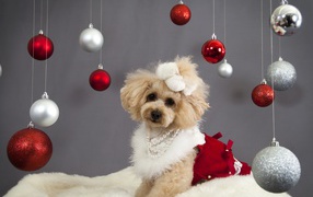 Christmas dog poodle