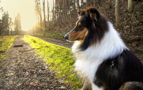 Collie dog in the park