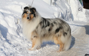 Колли у сугроба снега